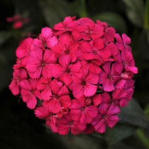 DIANTHUS AMAZON CHERRY NR.1000 SEMI